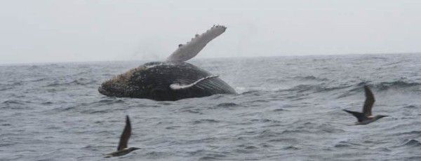 ballenas-puerto-lopez
